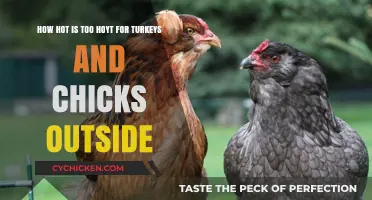 Summer Heat: Safe Temperatures for Turkeys and Chicks