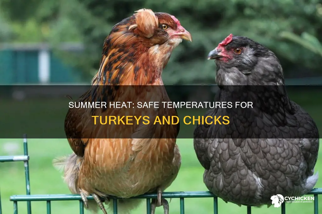 how hot is too hoyt for turkeys and chicks outside