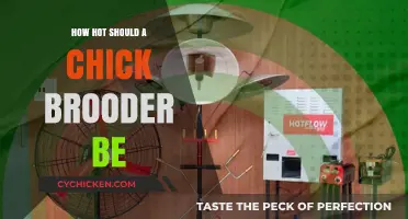Optimal Brooder Temperature: Keeping Chicks Cozy and Healthy