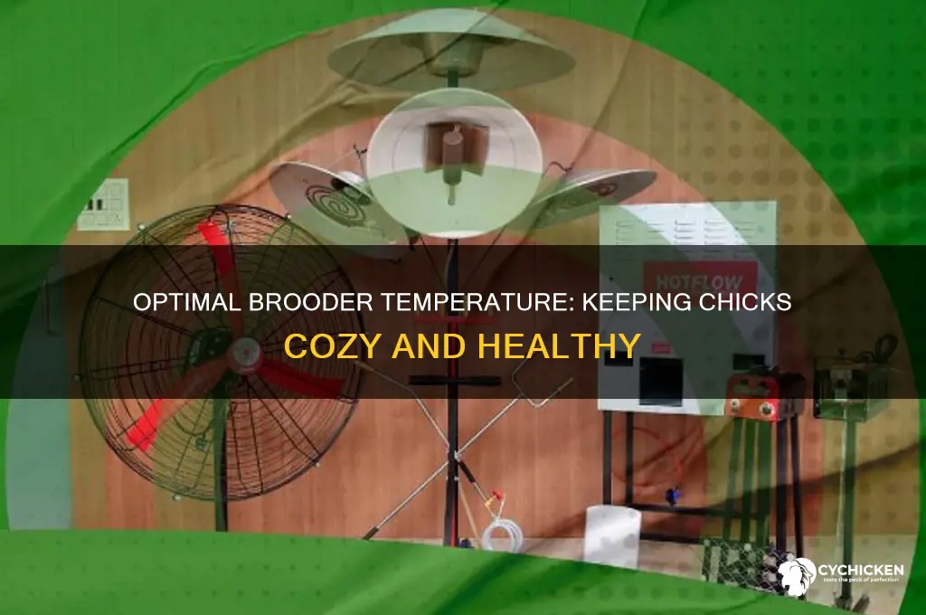 how hot should a chick brooder be