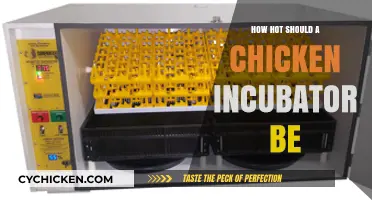 Optimal Chicken Incubator Temperature Guide for Healthy Hatching Success