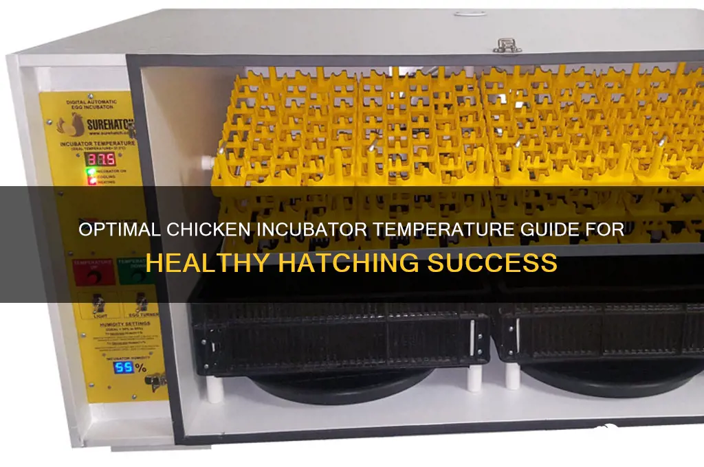 how hot should a chicken incubator be