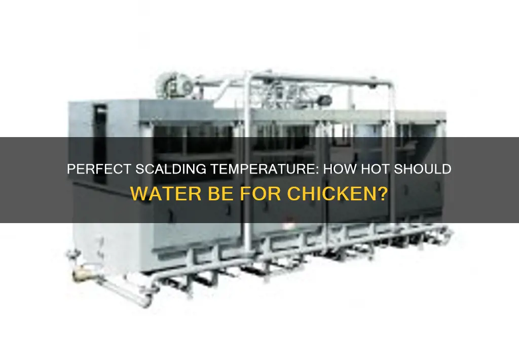 how hot should water be for scalding chicken