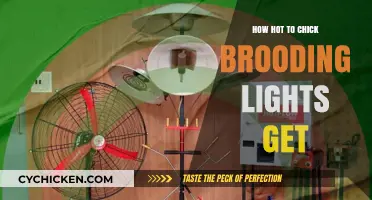 The Ideal Temperature for Chicken Brooding Lights: A Guide