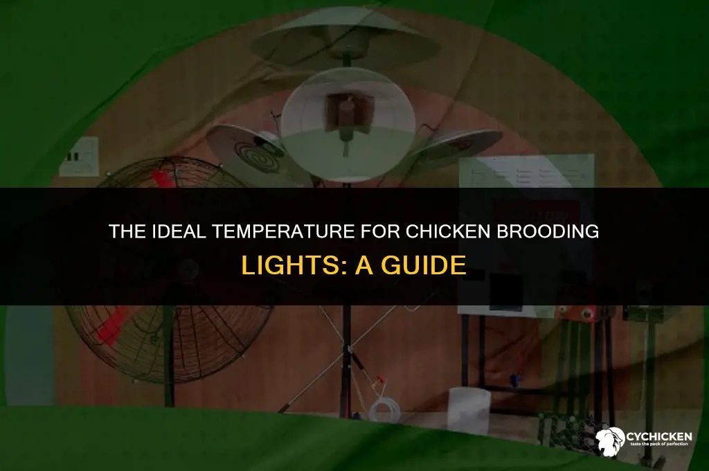 how hot to chick brooding lights get