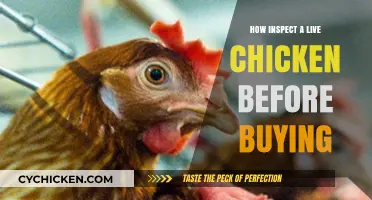 Essential Tips for Inspecting Live Chickens Before Purchase