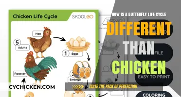 Butterfly vs. Chicken: A Life Cycle Contrast