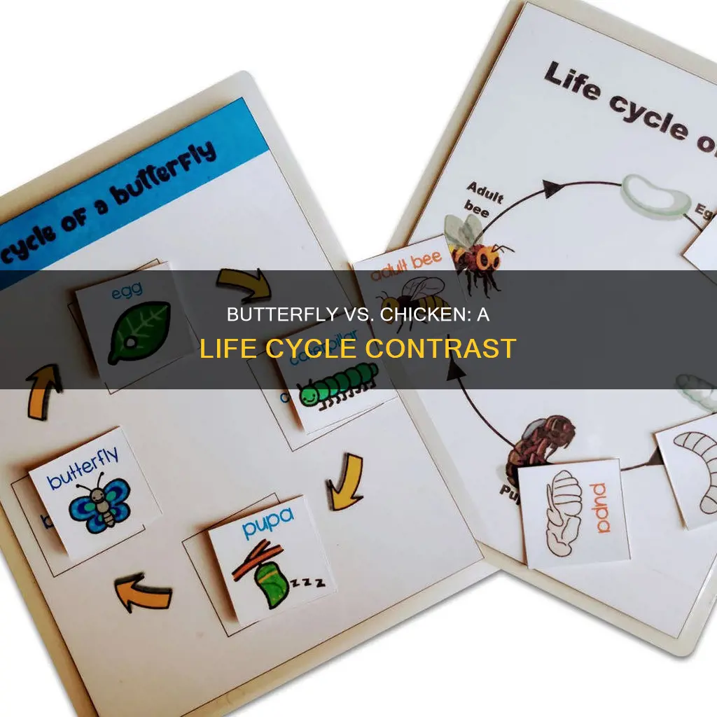 how is a butterfly life cycle different than chicken