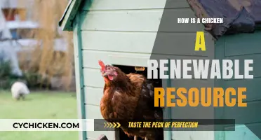 Chickens as Sustainable Assets: Understanding Their Role as Renewable Resources