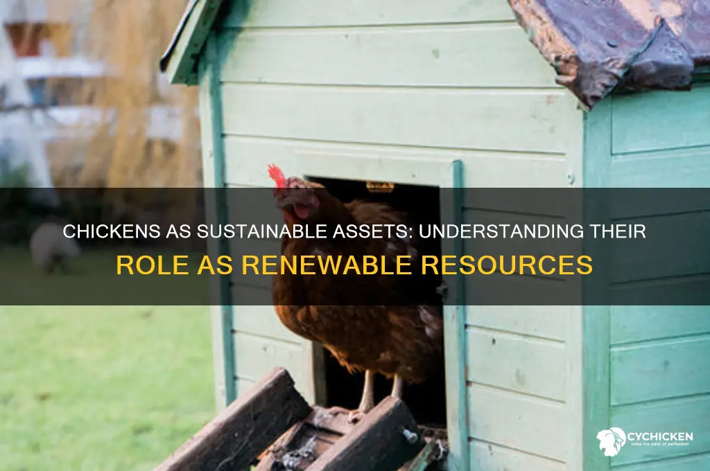 how is a chicken a renewable resource