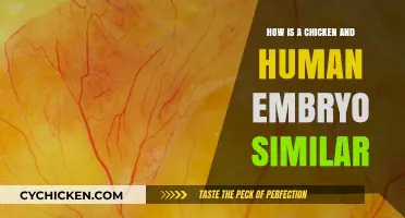 Unbelievable Similarities: Exploring Chicken and Human Embryo Development