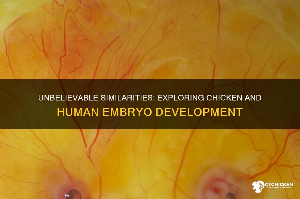 how is a chicken and human embryo similar