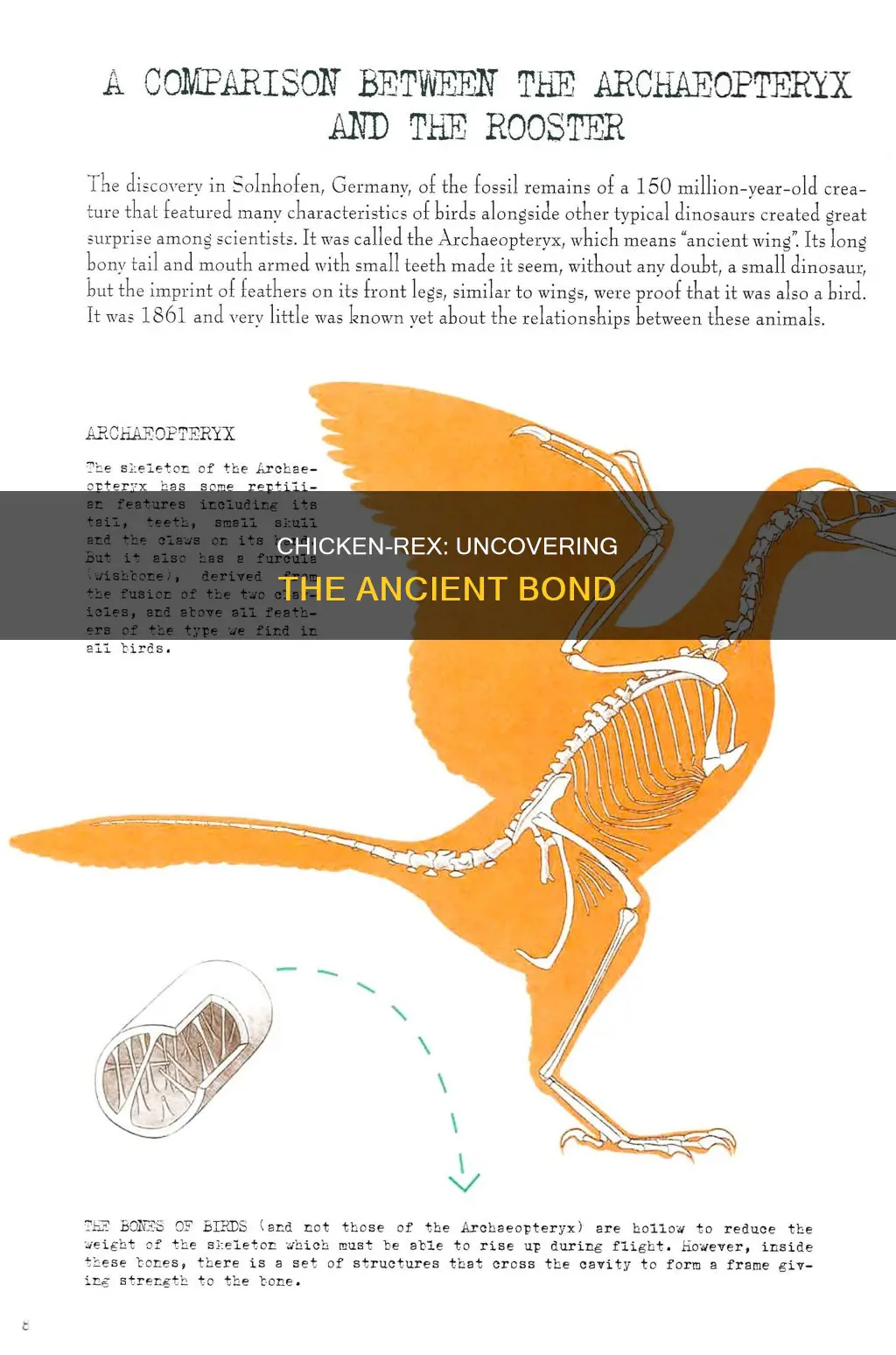 how is a chicken related to a t rex