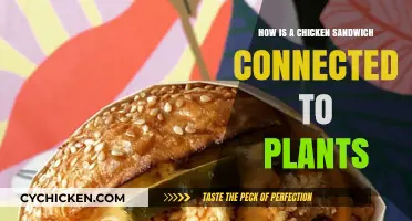 From Farm to Sandwich: The Plant-Based Journey of a Chicken Sandwich