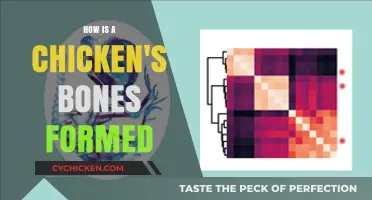 Understanding the Fascinating Process of Chicken Bone Formation and Growth