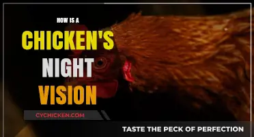 How Chickens Navigate the Dark: Unveiling Their Night Vision Secrets