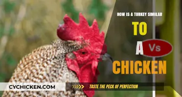 Turkey vs. Chicken: Surprising Similarities in Appearance, Taste, and Uses