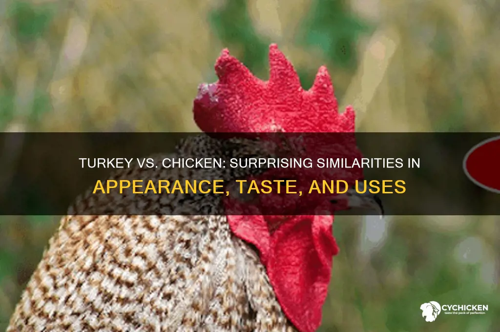 how is a turkey similar to a chicken