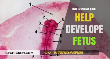 Chicken Breast Benefits: Essential Nutrients for Fetal Growth and Development