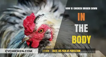 Understanding How Your Body Digests and Absorbs Chicken Nutrients