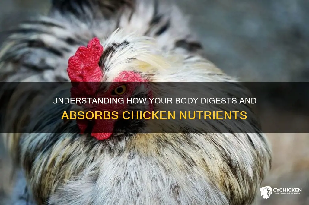 how is chicken broken down in the body