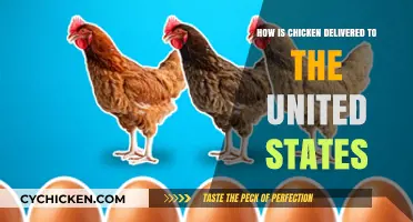 From Farm to Table: The Journey of Chicken to the U.S
