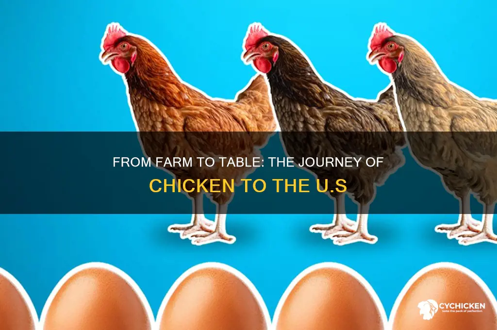 how is chicken delivered to the united states