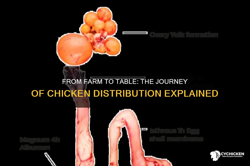 how is chicken distributed to the consumers