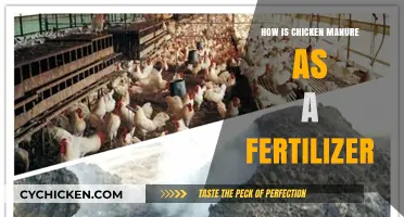 Chicken Manure Fertilizer: Benefits, Application, and Eco-Friendly Gardening Tips