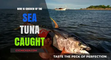 Sustainable Fishing Practices: How Chicken of the Sea Tuna is Caught