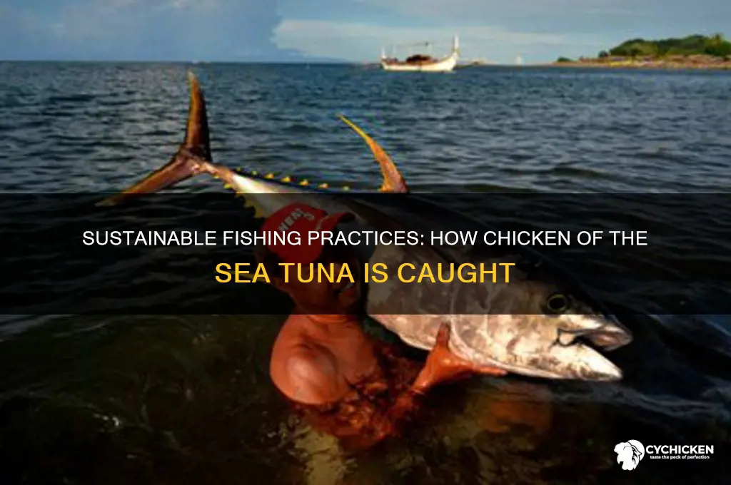 how is chicken of the sea tuna caught