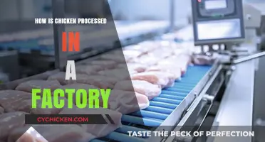 From Farm to Factory: The Chicken Processing Journey Explained