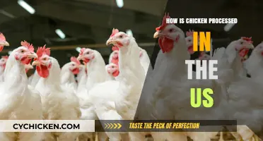 From Farm to Table: Understanding US Chicken Processing Methods