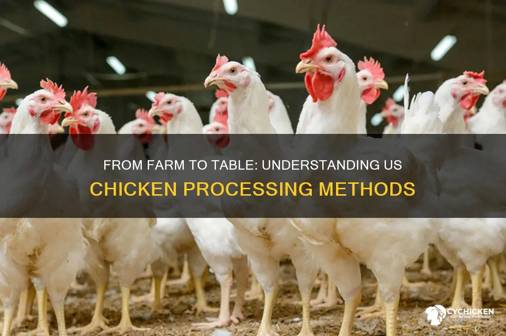 how is chicken processed in the us