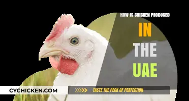 UAE's Chicken Production: From Farm to Table in the Desert