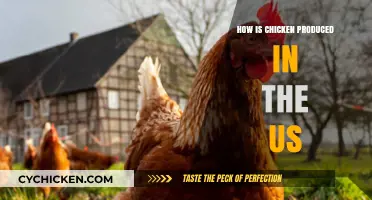 From Farm to Table: Understanding US Chicken Production Methods