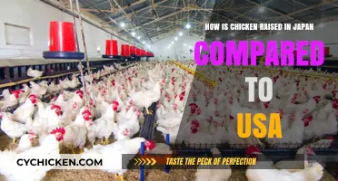 Chicken Farming: Japan vs. USA