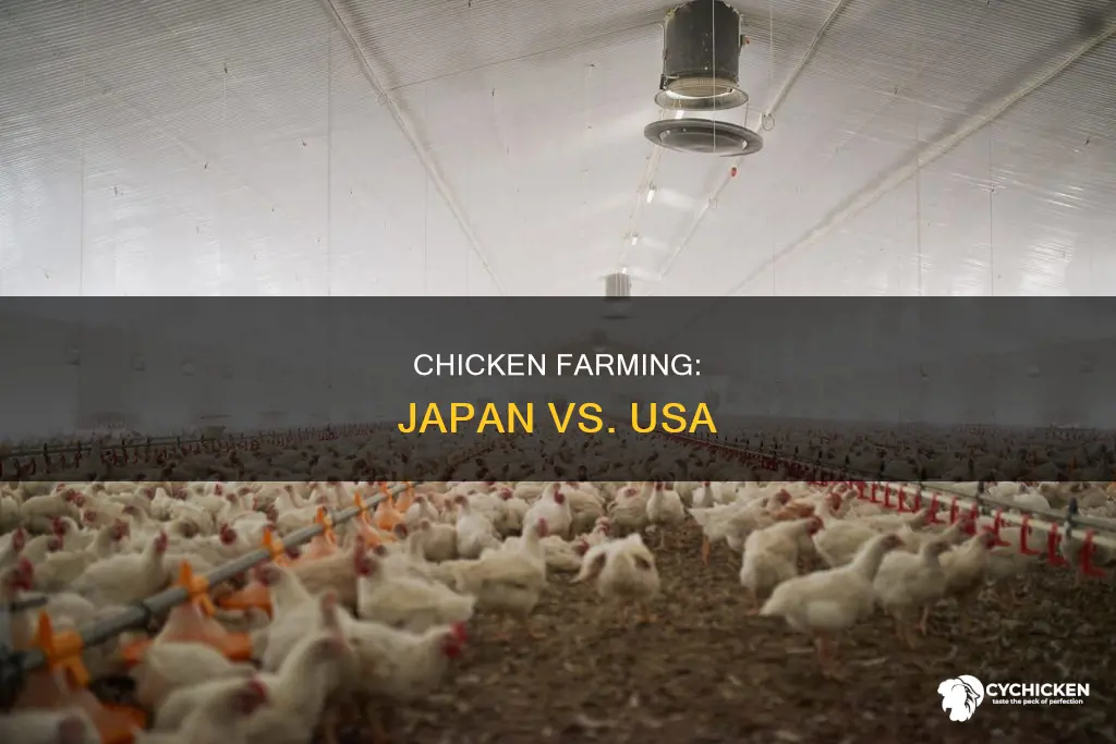 how is chicken raised in japan compared to usa