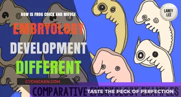 Comparing Embryology: Frog, Chick, and Mouse Differences