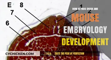 Comparing Embryonic Development in Frogs, Chicks, and Mice: Key Insights