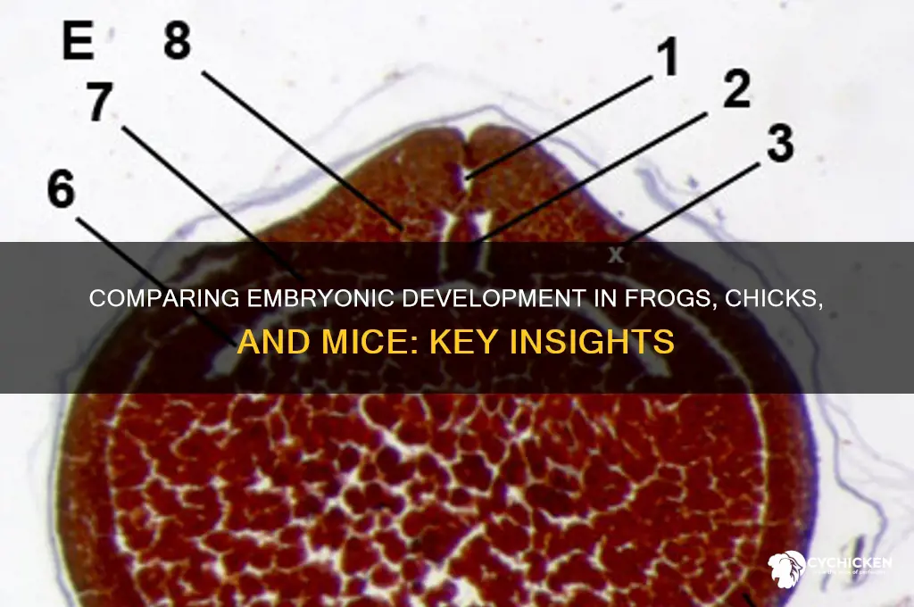 how is frog chick and mouse embryology development