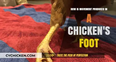 Chicken Feet: How Do They Move?
