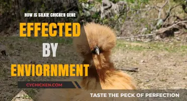 Environmental Factors Shaping Silkie Chicken Gene Expression and Phenotype