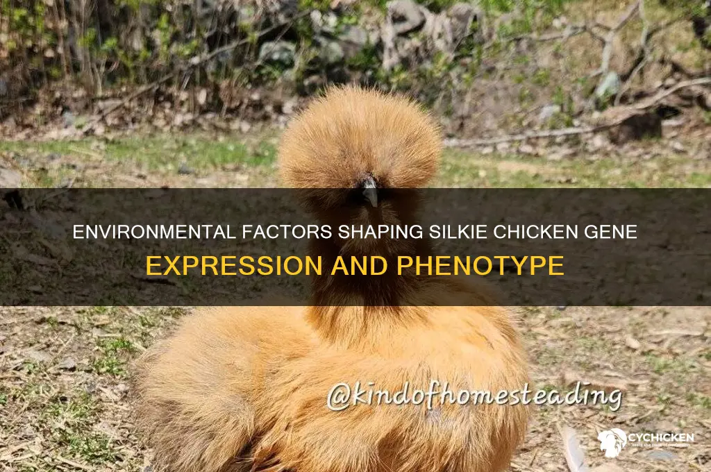 how is silkie chicken gene effected by enviornment