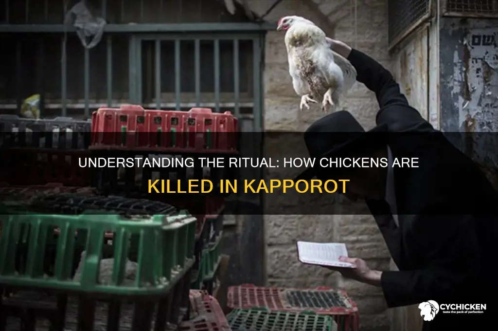 how is the chicken killed in kapporot