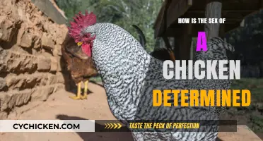 Unveiling the Mystery: How Chickens' Sex is Determined