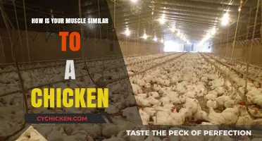 Muscle Anatomy: Surprising Similarities Between Human Muscles and Chicken
