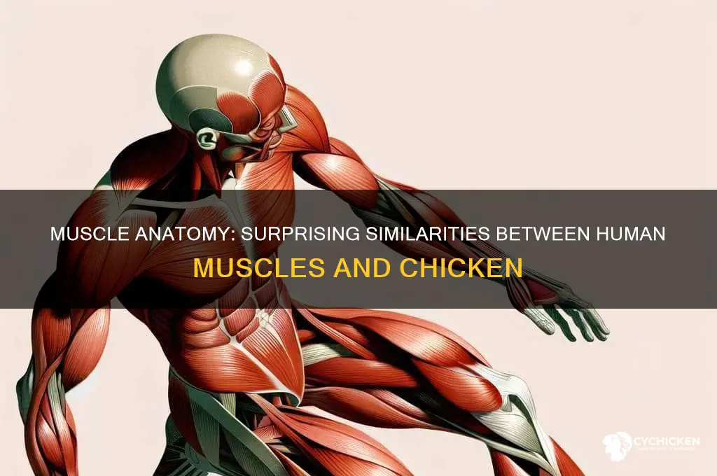how is your muscle similar to a chicken
