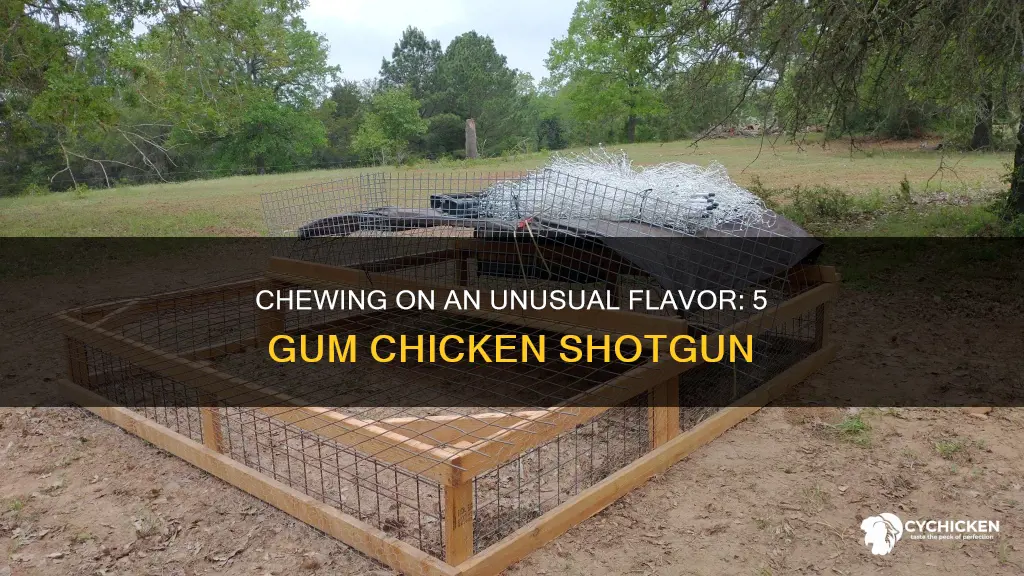 how it feels to chew 5 gum chicken shotgun