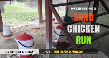 Effective Ways to Prevent Grass Invasion in Your Sand Chicken Run